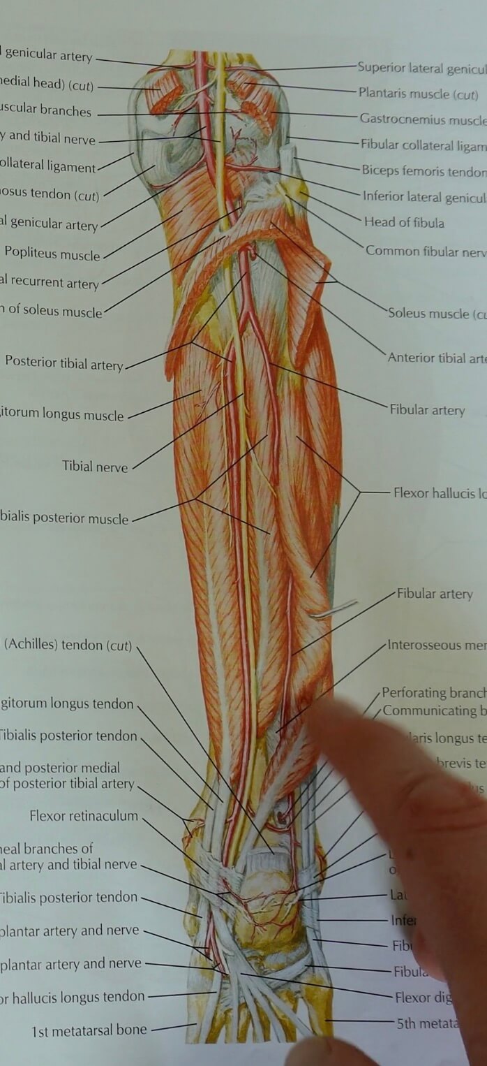 The deep intrinsic muscles in the back of the calf that connect into the bottom of the foot sometimes causing foot pain while running